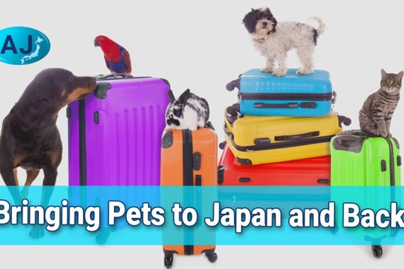 Bringing Pets to Japan and Back: A Quick 4-Step Guide